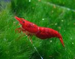 Neocaradina Garnaal Rood, Dieren en Toebehoren, Vissen | Aquariumvissen, Kreeft, Krab of Garnaal
