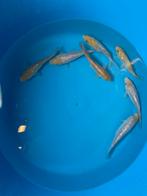 Ginrin Ochiba, Karper of Koi