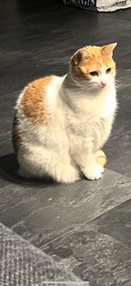 Europese korthaar poes zoekt een nieuw huisje, Dieren en Toebehoren, Katten en Kittens | Raskatten | Korthaar, Poes