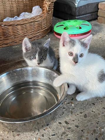 Lieve kittens zijn op zoek naar een nieuw baasje beschikbaar voor biedingen