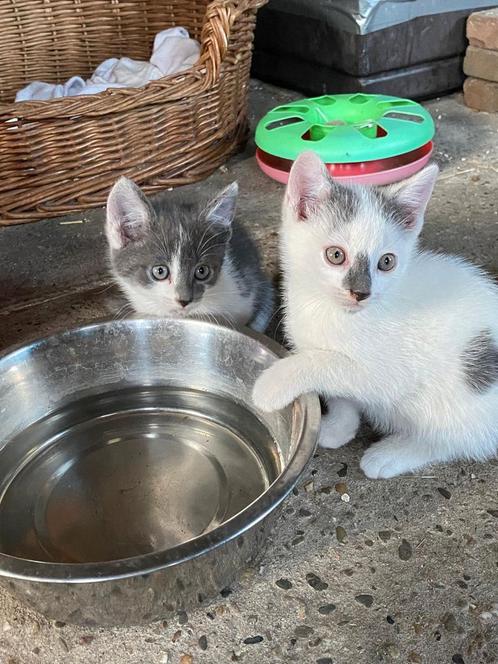 Lieve kittens zijn op zoek naar een nieuw baasje, Dieren en Toebehoren, Katten en Kittens | Overige Katten, Poes