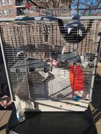 Te koop ratten kooi, Dieren en Toebehoren, Knaagdieren en Konijnen | Hokken en Kooien, Ophalen, Kooi, Zo goed als nieuw, 90 cm of meer