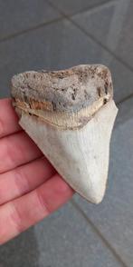 Megalodon haaientand uit Indonesië fossielen, Verzamelen, Mineralen en Fossielen, Ophalen of Verzenden, Fossiel