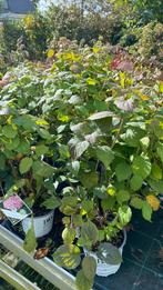 30 stuks strong annabelle roze nu €8 per stuk !, Ophalen, Overige soorten, Volle zon