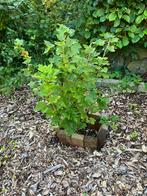 Ribes rubrum rode bes, Tuin en Terras, Planten | Fruitbomen, Ophalen