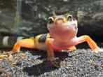 Jonge luipaardgekko’s, Dieren en Toebehoren, Reptielen en Amfibieën, Hagedis, 0 tot 2 jaar
