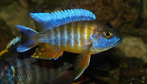 50 soorten Malawi cichlide, kleurige vissen , kom kijken!, Dieren en Toebehoren, Vissen | Aquariumvissen, Vis