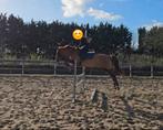 Leuke paarden zoeken leuke verzorgers, Dieren en Toebehoren, Ophalen of Verzenden