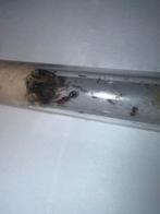 Pheidole pallidula mieren kolonie, Dieren en Toebehoren, Mieren