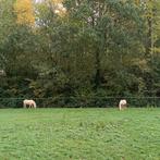 Palomino pony's, Dieren en Toebehoren, Pony's, Merrie, B pony (1.17m tot 1.27m), Ontwormd, 0 tot 2 jaar
