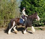 fantastische grote tinkermerrie, Dieren en Toebehoren, Niet van toepassing, Gechipt, 11 jaar of ouder, Merrie