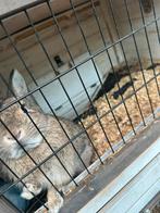 Te koop, Dieren en Toebehoren, Konijnen, Mannelijk