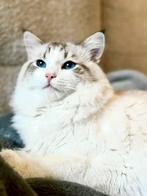 Ter adoptie gevraagd: Siberische kat dekkater met stamboom, Dieren en Toebehoren