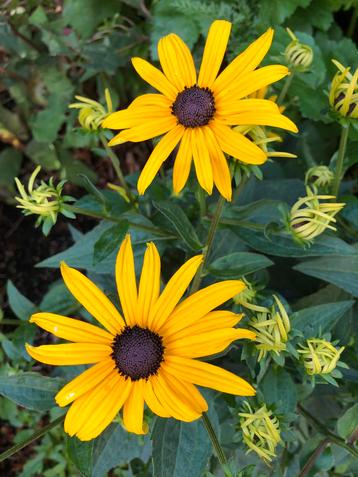 Rudbeckia fulgida Goldsturm / gele zonnehoed beschikbaar voor biedingen