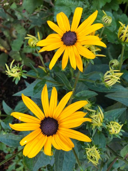 Rudbeckia fulgida Goldsturm / gele zonnehoed, Tuin en Terras, Planten | Tuinplanten, Vaste plant, Overige soorten, Volle zon, Zomer