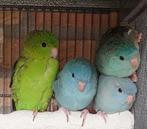 Gezocht Catharina parkiet, Dieren en Toebehoren, Meerdere dieren, Parkiet