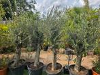 Olijfboom Olea europaea dikke stammen en Volle kronen, Volle zon, Ophalen of Verzenden, 100 tot 250 cm, Olijfboom