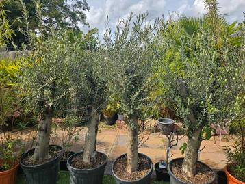 Olijfboom Olea europaea dikke stammen en Volle kronen beschikbaar voor biedingen