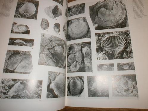 het eoceen in de lokaalmoraine van losser veel afb fossielen, Verzamelen, Mineralen en Fossielen, Fossiel, Ophalen of Verzenden