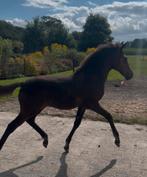 Te koop: New Forest hengstveulen, Dieren en Toebehoren, Pony's, Gechipt, Springpony, 0 tot 2 jaar, Hengst