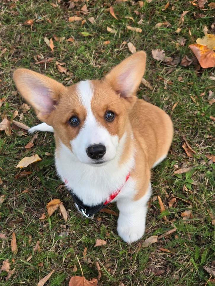 Welsh corgi Pembroke, Dieren en Toebehoren, Overige Dieren, Augustus