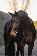 3 Dressuur/Fok merries uit de Endy Stam, Merrie, Met stamboom, Niet van toepassing, Dressuurpaard