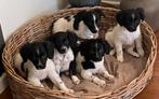 Bijzonder mooie BORDER COLLIE x FRIESE STABIJ pups, Nederland, CDV (hondenziekte), 8 tot 15 weken, Meerdere