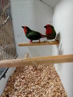 Mooi koppel roodkop papagaai amadines, Meerdere dieren, Tropenvogel