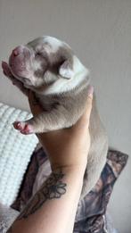 Anerican bully xl pups, Overige rassen, CDV (hondenziekte), 8 tot 15 weken, Meerdere
