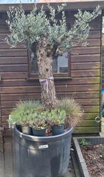 Olijfboom  olea europaea Bonsai, Tuin en Terras, Planten | Bomen, Volle zon, Ophalen of Verzenden, Lente, 100 tot 250 cm