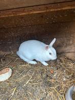 2 rammetjes, Dieren en Toebehoren, Konijnen, Mannelijk
