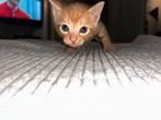 Kitten kater, Dieren en Toebehoren, Katten en Kittens | Overige Katten, Kater