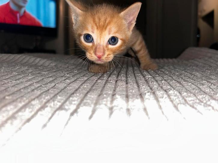 Kitten kater, Dieren en Toebehoren, Katten en Kittens | Overige Katten, Kater