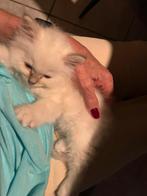 Heilige Birmaan kittens met stamboom €975, Dieren en Toebehoren, Katten en Kittens | Raskatten | Langhaar, Meerdere dieren, Gechipt