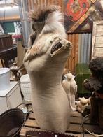 Antieke paspop/buste H83cm, Ophalen