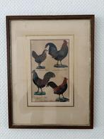 Antieke litho met vier kippen in houten lijst achter glas., Antiek en Kunst, Ophalen of Verzenden