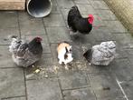 Broedeieren🐣Orpinton kriel, Dieren en Toebehoren, Pluimvee, Kip