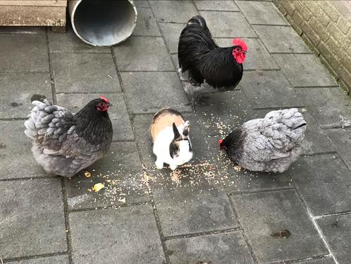 Broedeieren🐣Orpinton kriel, Dieren en Toebehoren, Pluimvee, Kip