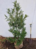 Laurier - Prunus Caucasica 180-200 cm € 18,- p/st, Ophalen, Laurier, Haag, 100 tot 250 cm
