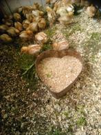 Kuikens van bruine legkippen, Dieren en Toebehoren, Vrouwelijk, Kalkoen