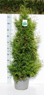 Conifeer Thuja Brabant, Ophalen of Verzenden, Conifeer, Struik, 100 tot 250 cm