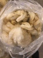 Schapenwol, schapenvachten, vilten, spinnen, Ophalen of Verzenden, Nieuw, Spinwol
