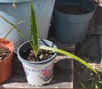 Buitenplant - Kleine palmboom in pot., Ophalen, Vaste plant, Overige soorten, Volle zon