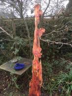 Taxus 6cm schaaldelen, planken, boomstam tafel, Ophalen, 50 tot 100 cm, Rechthoekig, Overige houtsoorten