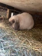 Minilop voedsters beschikbaar, Dieren en Toebehoren, Konijnen, Meerdere dieren, Dwerg, Hangoor