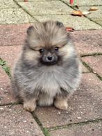 Mini-pomeriaan 1 pup Teefje . Super mooie!!!, Dieren en Toebehoren, Keeshond, Teef, Meerdere, Nederland