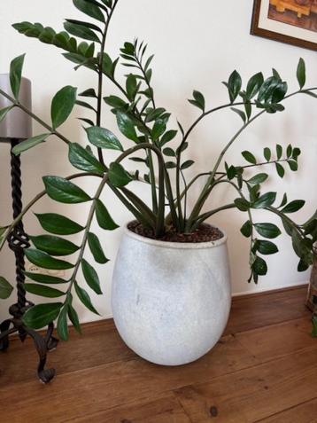 planten beschikbaar voor biedingen