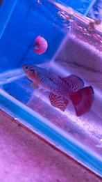 Killifish,  Nothobranchius Guentheri, Dieren en Toebehoren, Vis