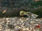 tiger guppy’s guppen endler, Dieren en Toebehoren, Vissen | Aquariumvissen, Vis