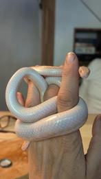 Afrikaanse huisslang, Dieren en Toebehoren, Reptielen en Amfibieën, Slang, Met terrarium, 3 tot 6 jaar